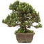 Pinus thunbergii, 28,5 cm, ± 25 ans