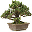 Pinus thunbergii, 28,5 cm, ± 25 jaar oud