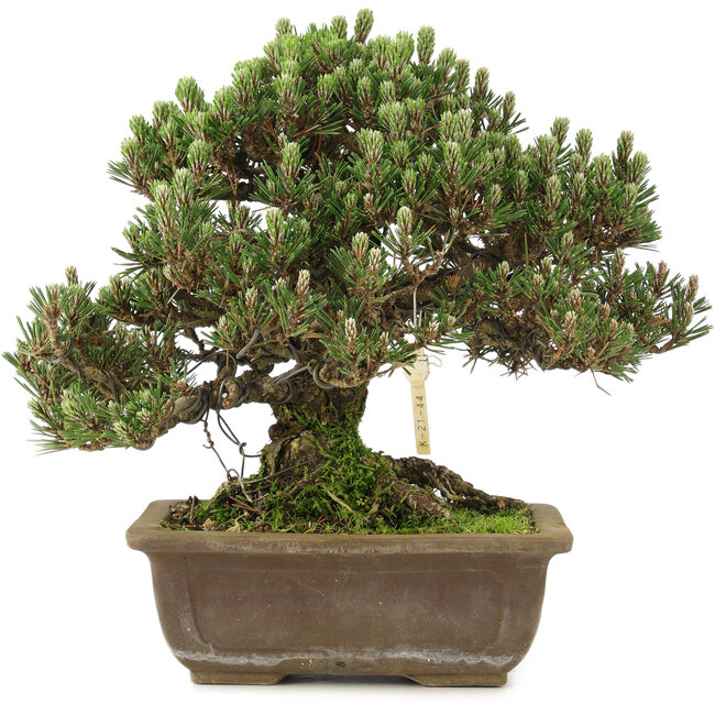 Pinus thunbergii, 28,5 cm, ± 25 ans