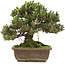 Pinus thunbergii, 28,5 cm, ± 25 years old