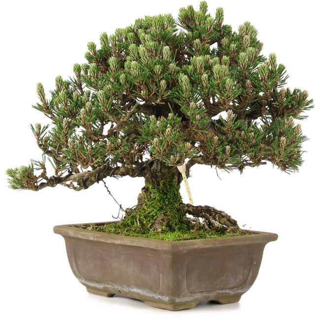 Pinus thunbergii, 28,5 cm, ± 25 años