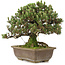 Pinus thunbergii, 28,5 cm, ± 25 ans