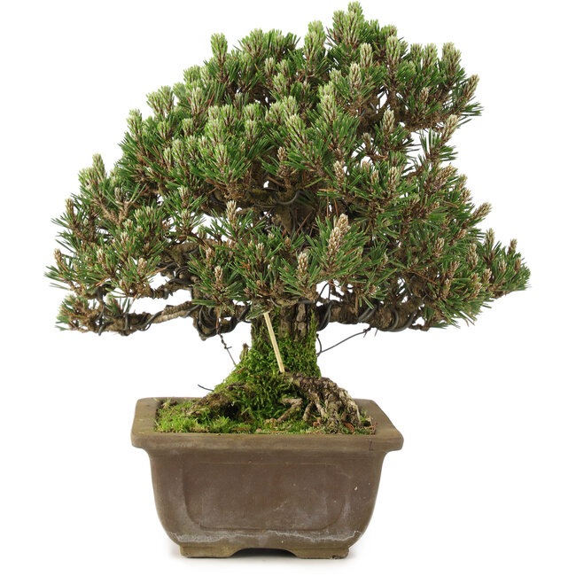 Pinus thunbergii, 28,5 cm, ± 25 años