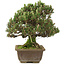 Pinus thunbergii, 28,5 cm, ± 25 jaar oud