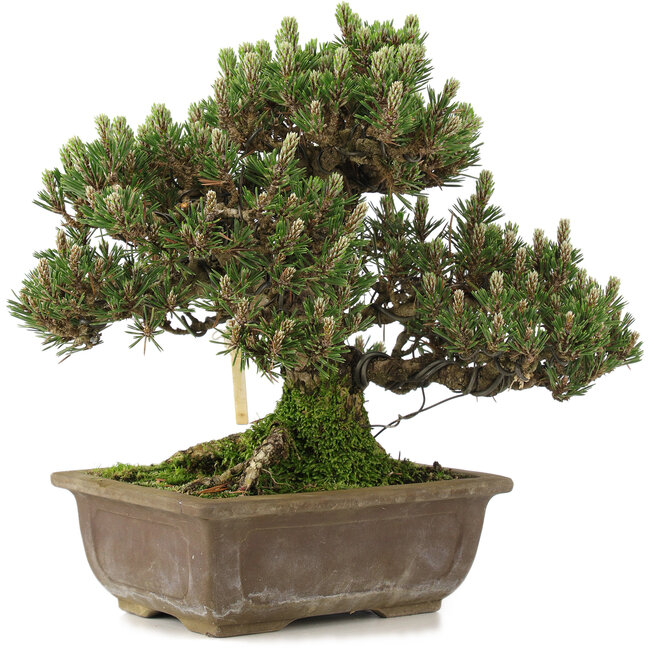Pinus thunbergii, 28,5 cm, ± 25 Jahre alt