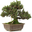 Pinus thunbergii, 28,5 cm, ± 25 anni