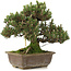 Pinus thunbergii, 28,5 cm, ± 25 jaar oud