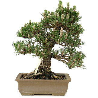 Pinus thunbergii, 29 cm, ± 25 ans