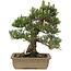 Pinus thunbergii, 29 cm, ± 25 jaar oud