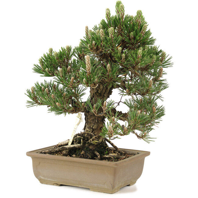 Pinus thunbergii, 29 cm, ± 25 Jahre alt