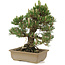 Pinus thunbergii, 29 cm, ± 25 jaar oud