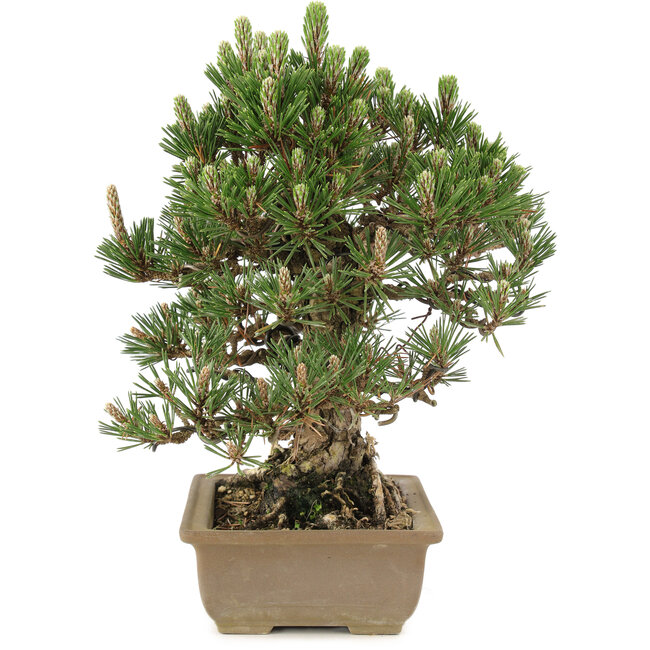 Pinus thunbergii, 29 cm, ± 25 ans
