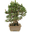 Pinus thunbergii, 29 cm, ± 25 years old