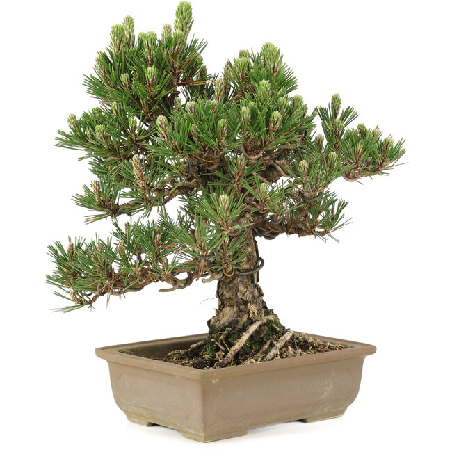 Pinus thunbergii, 29 cm, ± 25 ans