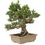 Pinus thunbergii, 29 cm, ± 25 años