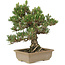 Pinus thunbergii, 29 cm, ± 25 years old
