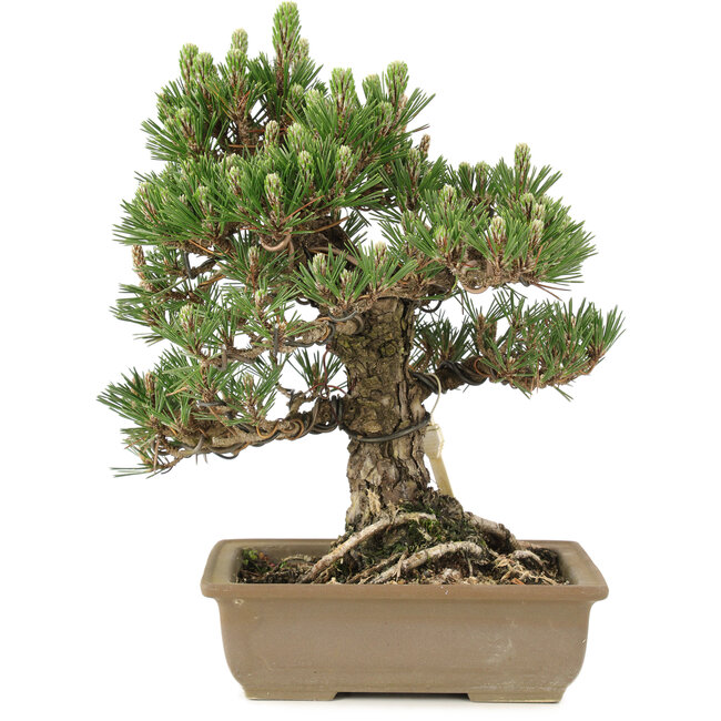 Pinus thunbergii, 29 cm, ± 25 ans