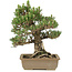 Pinus thunbergii, 29 cm, ± 25 ans