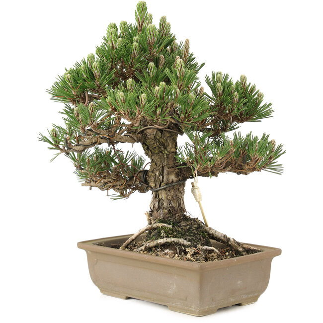 Pinus thunbergii, 29 cm, ± 25 años