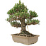 Pinus thunbergii, 29 cm, ± 25 Jahre alt