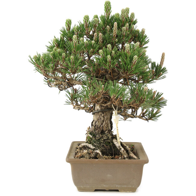 Pinus thunbergii, 29 cm, ± 25 Jahre alt