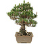 Pinus thunbergii, 29 cm, ± 25 ans