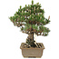 Pinus thunbergii, 29 cm, ± 25 Jahre alt