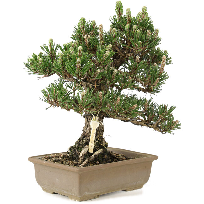 Pinus thunbergii, 29 cm, ± 25 años