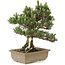 Pinus thunbergii, 29 cm, ± 25 ans