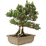 Pinus thunbergii, 29 cm, ± 25 years old