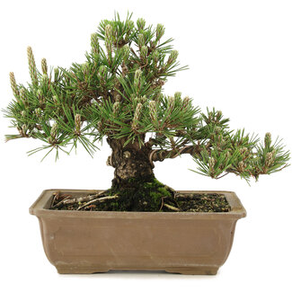 Pinus thunbergii, 22,5 cm, ± 25 ans