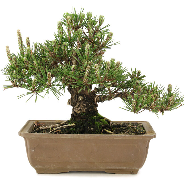 Pinus thunbergii, 22,5 cm, ± 25 jaar oud