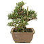 Pinus thunbergii, 22,5 cm, ± 25 ans