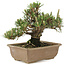 Pinus thunbergii, 22,5 cm, ± 25 ans