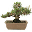 Pinus thunbergii, 22,5 cm, ± 25 ans