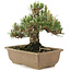 Pinus thunbergii, 22,5 cm, ± 25 años