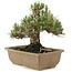 Pinus thunbergii, 22,5 cm, ± 25 ans