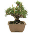 Pinus thunbergii, 22,5 cm, ± 25 ans