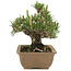 Pinus thunbergii, 22,5 cm, ± 25 jaar oud