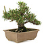 Pinus thunbergii, 22,5 cm, ± 25 ans