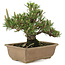 Pinus thunbergii, 22,5 cm, ± 25 jaar oud