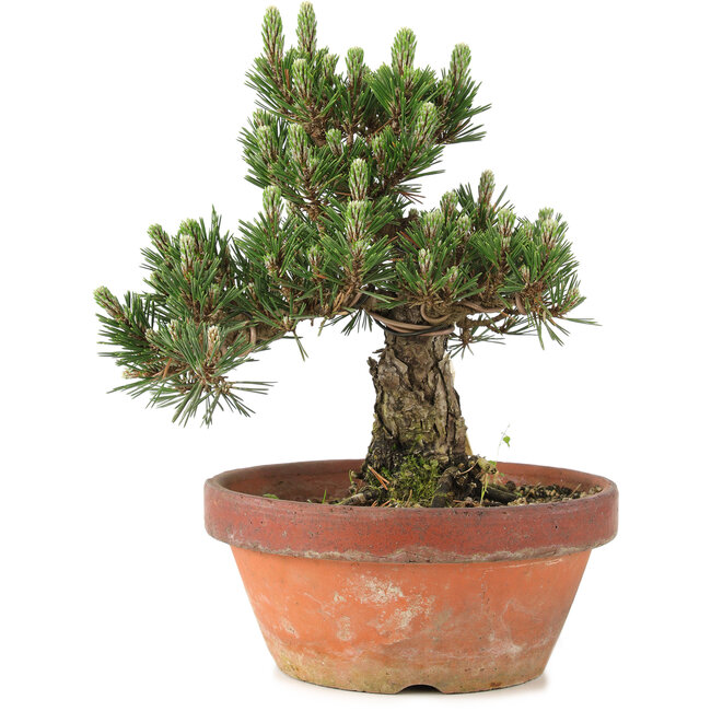 Pinus thunbergii, 28,5 cm, ± 25 ans, dans un pot cassé