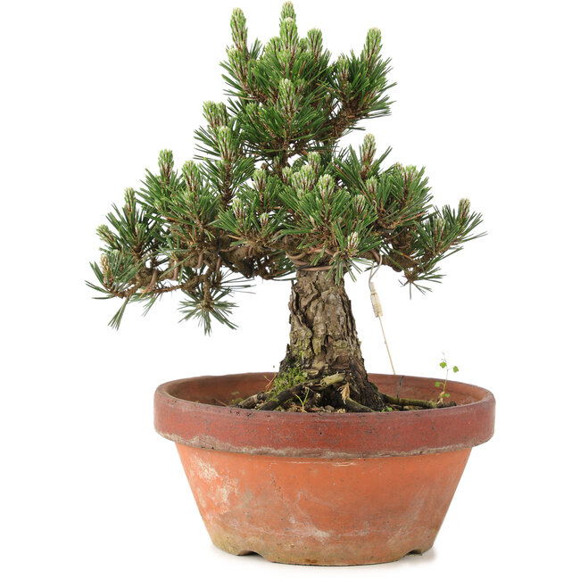 Pinus thunbergii, 28,5 cm, ± 25 ans, dans un pot cassé