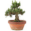 Pinus thunbergii, 28,5 cm, ± 25 ans, dans un pot cassé