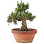 Pinus thunbergii, 28,5 cm, ± 25 years old, in a broken pot