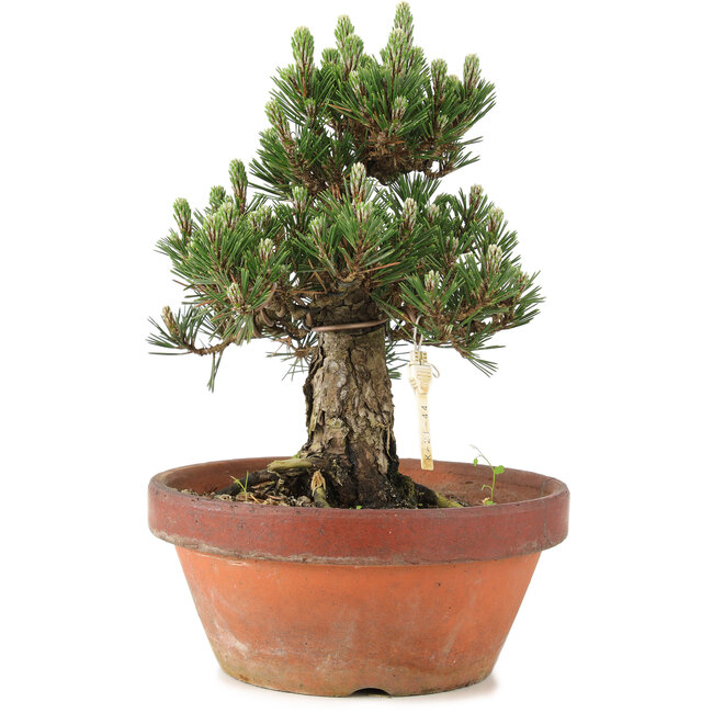 Pinus thunbergii, 28,5 cm, ± 25 anni, in vaso rotto