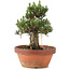 Pinus thunbergii, 28,5 cm, ± 25 ans, dans un pot cassé