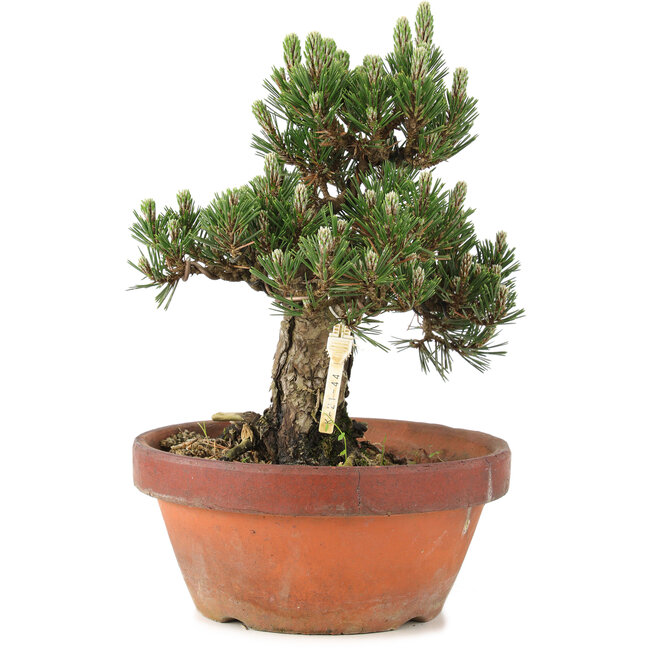 Pinus thunbergii, 28,5 cm, ± 25 years old, in a broken pot