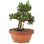 Pinus thunbergii, 28,5 cm, ± 25 años, en maceta rota