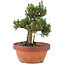 Pinus thunbergii, 28,5 cm, ± 25 ans, dans un pot cassé